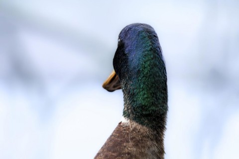 Head and neck of a male mallard