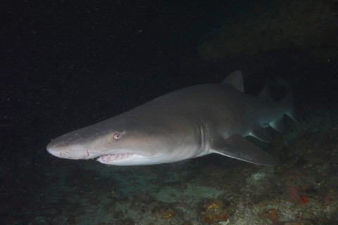 Close-up of sand tiger shark