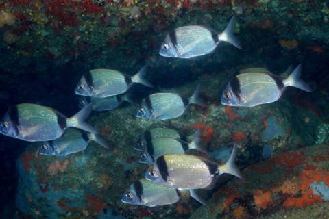 Shoal
