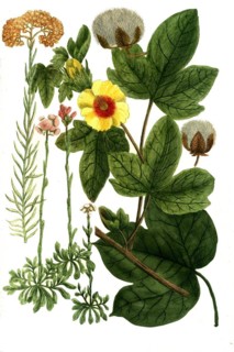 Botany