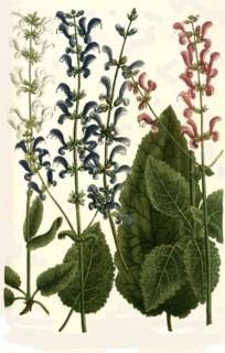 Botany