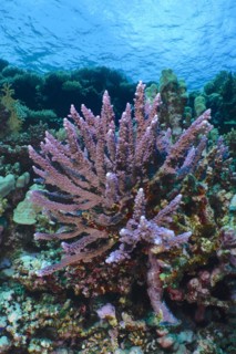 Hemprichs staghorn coral