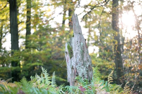 Standing deadwood in mixed deciduous forest
