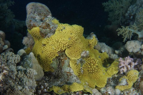 Sulphur Leather Coral