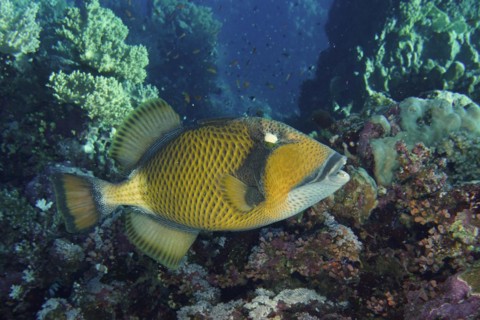 Titan triggerfish