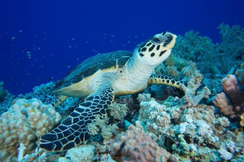 Hawksbill sea turtle