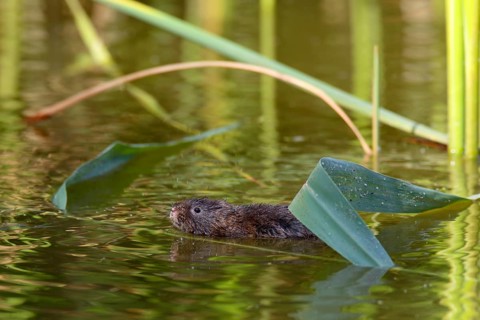 Eastern shrew