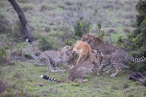 Cheetah