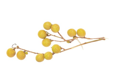 Longan
