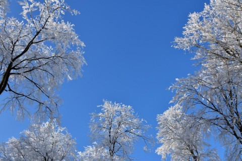 Tree tops with snow and hoarfrost against a blue sky in the Hunsrueck-Hochwald National Park
