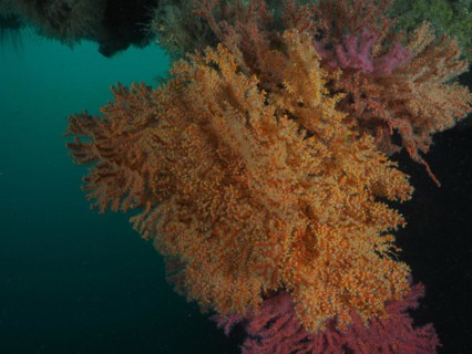 Yellow knot coral