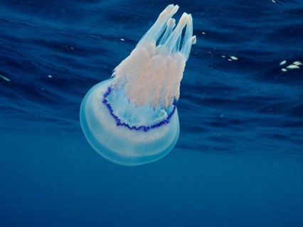 Barrel jellyfish