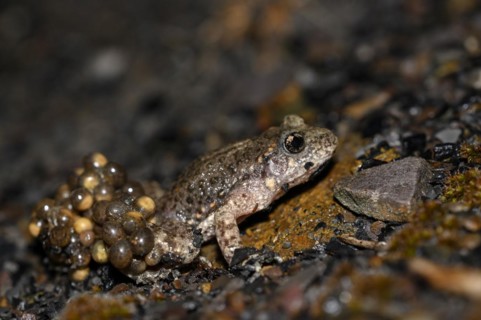 Common midwife toad
