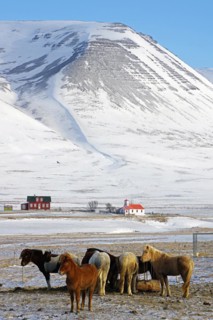 Icelandic horses huddle around a small feeding station in winter