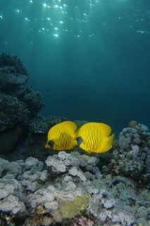 Pair of bluecheek butterflyfish