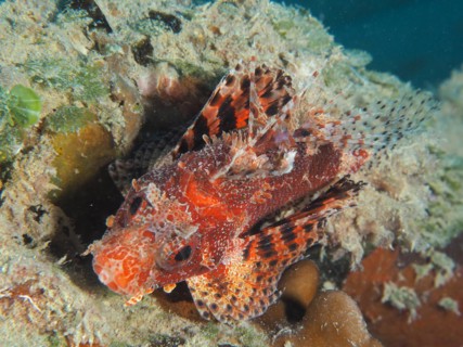 Red Sea Dwarf Lionfish