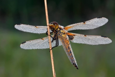Four-spotted chaser