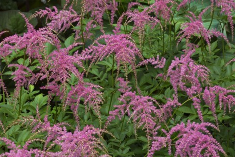 Astilbe Ostrich Plume