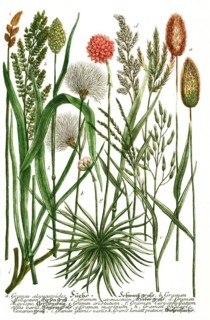 Botany