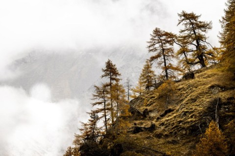 Autumn larch