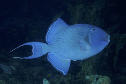 Blue triggerfish
