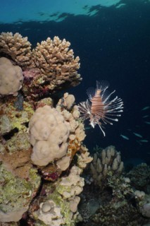 Pacific red lionfish