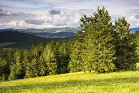 Landscape with flower meadows and forests on the Belchen mountain in the Black Forest