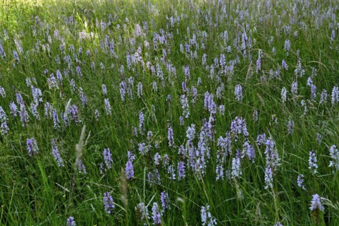 Spotted moorland spotted orchid