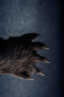Black Bear Paw With sharp Claws in view