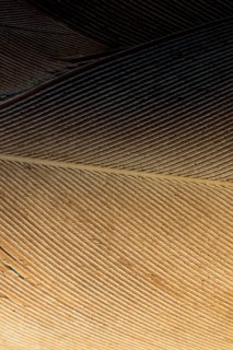Beautiful bird feathers for decorative purposes