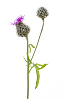 Brown knapweed