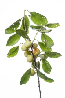 Mirabelle plum
