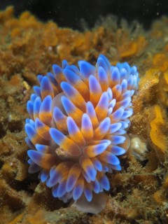 Silver tip nudibranch