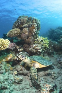 Hawksbill sea turtle