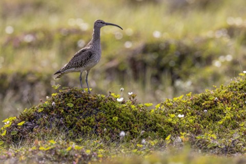 Whimbrel