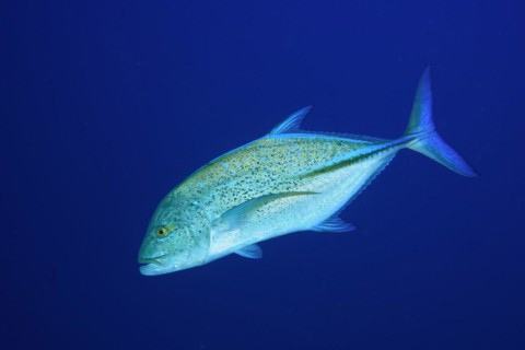 Bluefin trevally