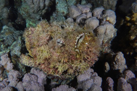 Reef stonefish