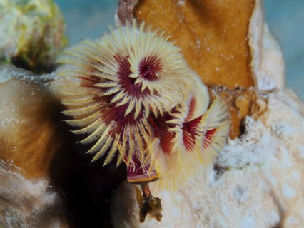 Yellow Christmas tree worm