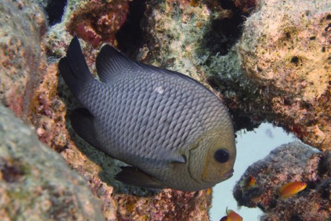 Threespot dascyllus