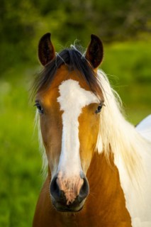 Portrait of a horse
