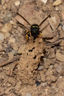 Common chimney wasp with open wings sitting on breeding tube looking from the front
