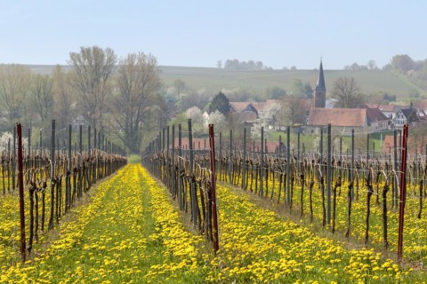 Vineyard with flowering dandelion