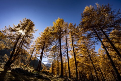 Autumn larches