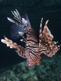 Portrait of pacific red lionfish