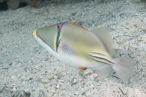 Arabian arabian picasso triggerfish