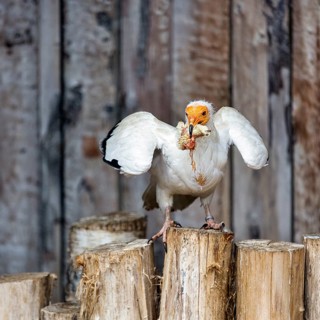 Egyptian vulture