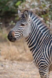 Plains Zebra of the subspecies crawshay's zebra