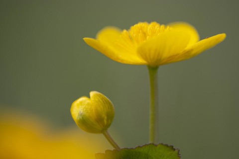 Marsh marigold