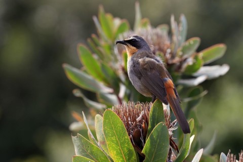 Cape robin-chat