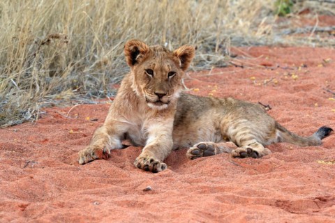 Lion